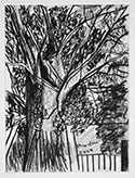 13-the-favourite-tree-at-maralini