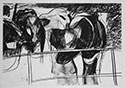 24-cows-at-ellerton-priory-yorkshire